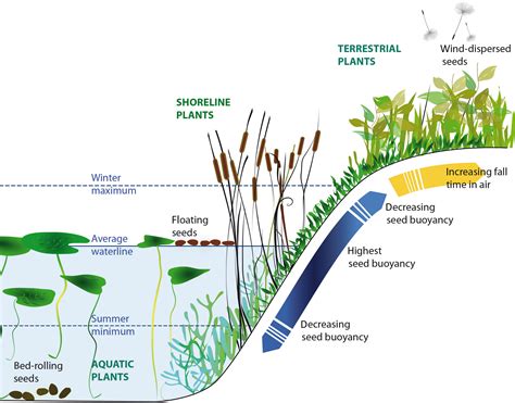 Directed dispersal by an abiotic vector: wetland plants disperse their seeds selectively to ...