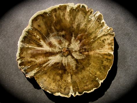 Fossils: Petrified Fossils