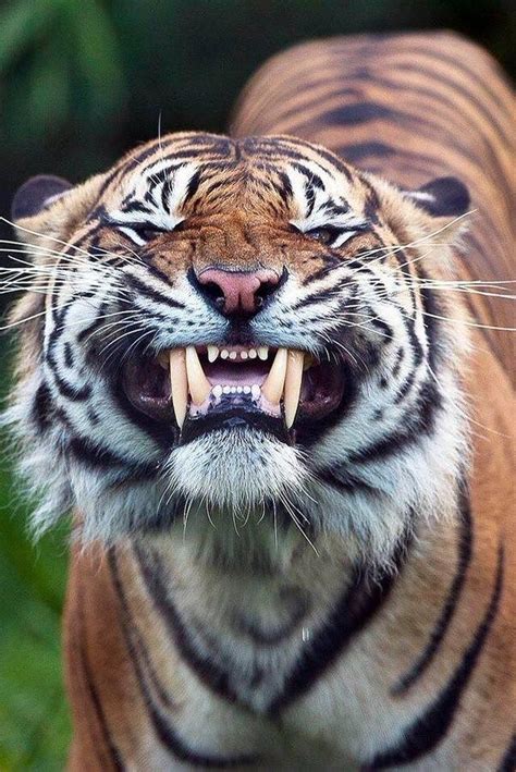 Pictures Worth More Than 1000 Words (20 images) | Cute animals, Tiger photography, Animals