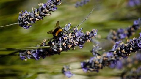 Support bee-friendly habitats in your state