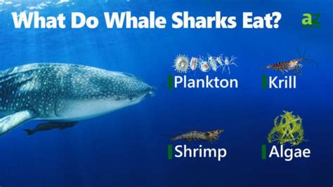 What Do Whale Sharks Eat? Their Diets Explained - IMP WORLD