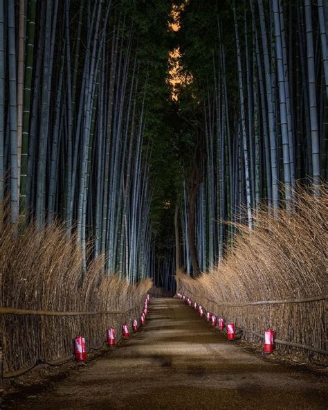 Arashiyama Bamboo Forest | Arashiyama, Japan guide, Japan travel