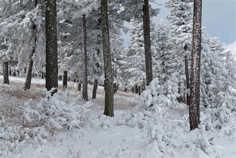 Colorado Foothills Winter Forest Photograph by Cascade Colors - Fine ...