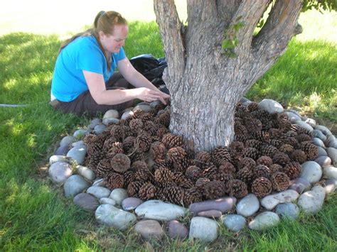 5 Surprising Ways To Use Pine Cones In Your Garden | Grandma's Things