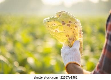 1,658 Tobacco Plant Diseases Images, Stock Photos & Vectors | Shutterstock