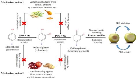 Molecules | Free Full-Text | Prevention of Enzymatic Browning by Natural Extracts and Genome ...