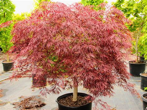 Japanese Maple Acer Palmatum Trees To Plant Japanese Maple | sexiezpix ...