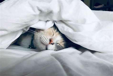 Sleeping with Your Cat – It’s Mutually Beneficial - PD Insurance