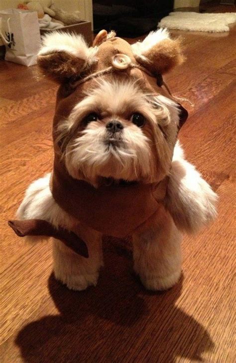 20 Lovable Pets That Take Halloween Very Seriously - NewsLinQ | Dog ...