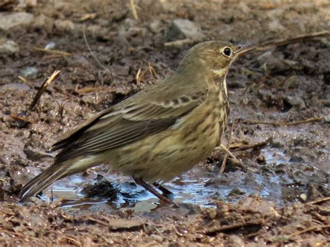 The American Pipit: One of our Fall and Winter Visitors - MCRCD