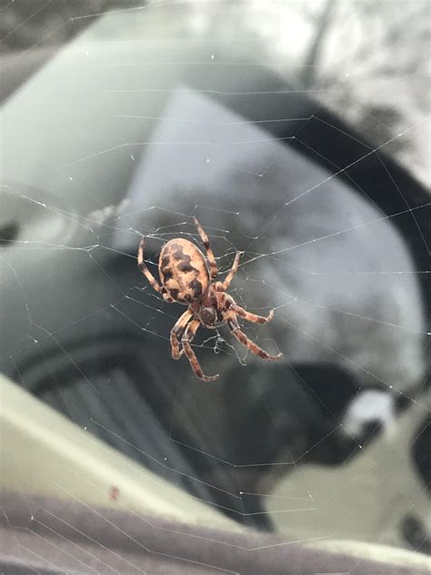 The orb-weaver spider that lives behind my driver’s side mirror (about ...