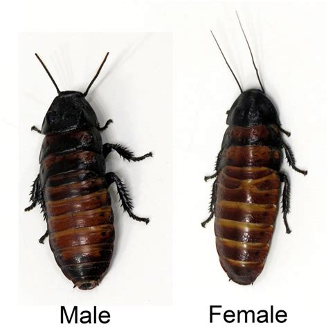 Madagascar Hissing Cockroach Adult Male and Female Breeding Pair – ROACHESANDISOPODS.COM