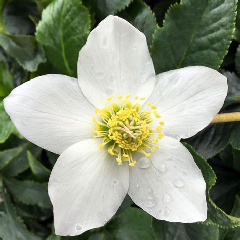 Hellebore: The Beautiful Winter Flower — Seattle's Favorite Garden ...