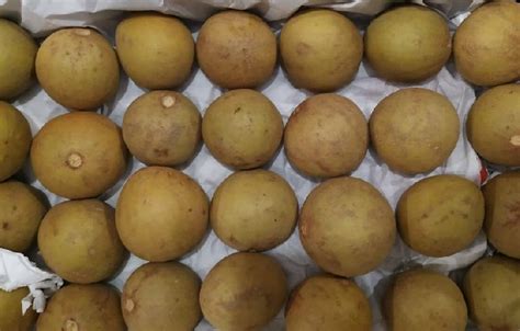 Fresh Sapota Manufacturer & Exporters from Rajkot, India | ID - 1490872