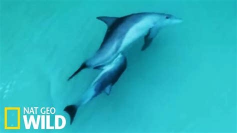 Allaitement d'un bébé dauphin - Le royaume des dauphins - YouTube