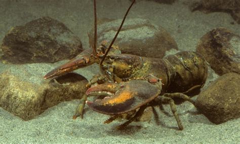 Male vs. Female Lobster - A-Z Animals