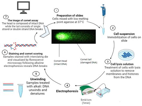 Agriculture | Free Full-Text | An Overview of Comet Assay Application ...