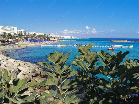 Branches of a fig tree against the backdrop of Fig Tree Bay beach and blue sky. Stock Photo ...