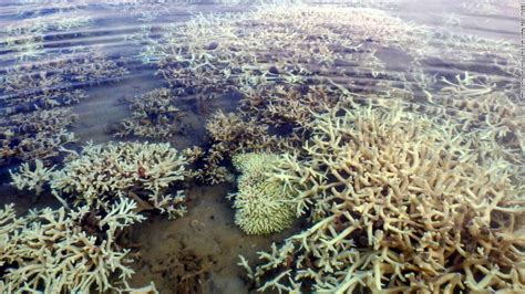 Australia: Great Barrier Reef suffering 'unprecedented' damage - CNN