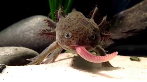 Delicious Delicacy: Axolotls – MudFooted