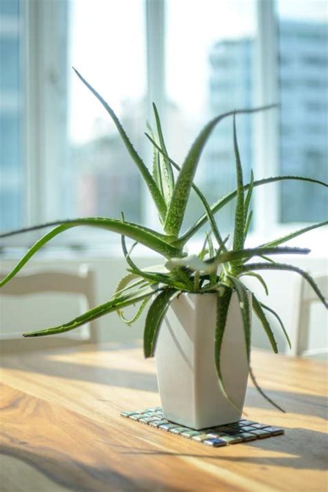 20 Best Indoor Plants - Good Inside Plants for Small Space Gardening