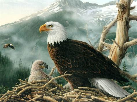 All About Animal Wildlife: Bald Eagle Cool Photos-Images and Facts 2012