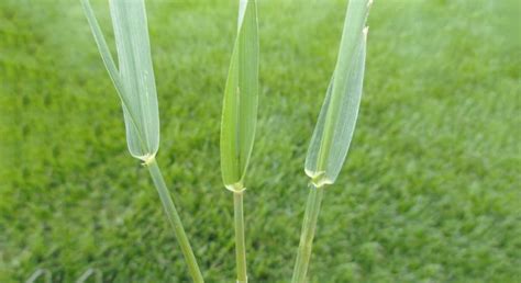 Crabgrass Vs Quackgrass Guide - LawnCARE