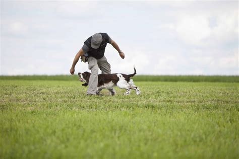 Dog training and visual cues | Michigan Dog Training