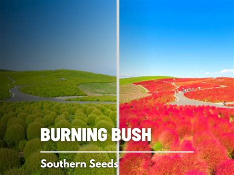 Burning Bush 50 Seeds Heirloom Shrub Brilliant Foliage That Changes ...