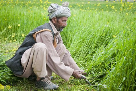File:Afghan farmer in Bamyan.jpg - Wikimedia Commons