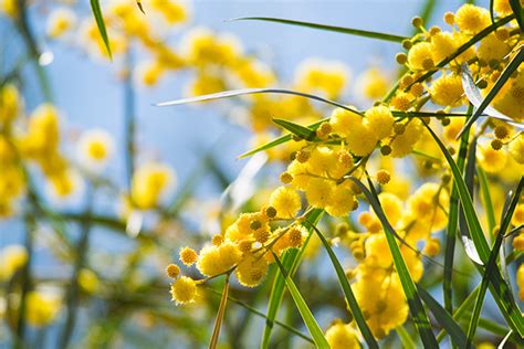 Acacia sources, health benefits and uses