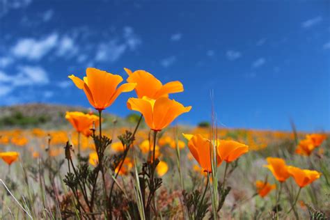 The Coolest Wildflowers in California