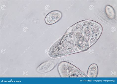 Paramecium Caudatum is a Genus of Unicellular Ciliated Protozoan Under the Microscope. Stock ...