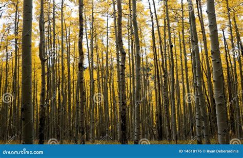 Aspen Forest in Fall #2 stock photo. Image of woods, golden - 14618176