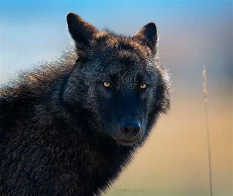 Lobo and Wolf Photography - Wildlife Photography Coaching by Tin Man Lee