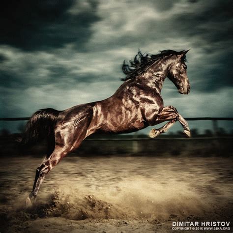 Beautiful wild stallion jumping in dust – equestrian photography on the ...