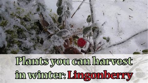 Plants to harvest in winter: Lingonberry - YouTube