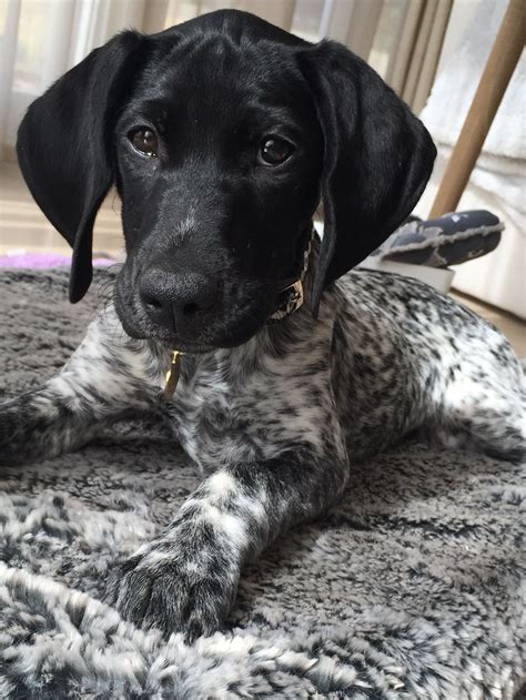 Black and white German shorthaired pointer #germanshorthairedpointerblack Gsp Dogs, Gsp Puppies ...