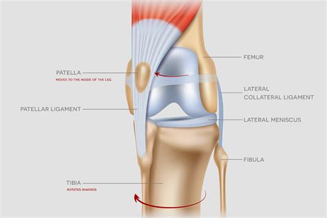 What is Patella Luxation? - Northern Rivers Veterinary Specialists