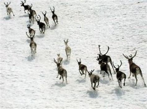 group of reindeer running in snow floor | download Free Animals Photo