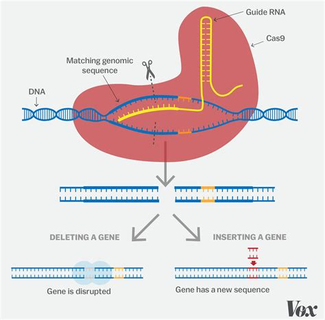 CRISPR gene-edited food in Europe? Questions remain on crop breeding ...