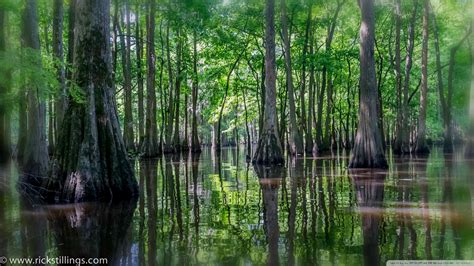 Swamp Ultra HD Desktop Background Wallpaper for 4K UHD TV : Tablet ...