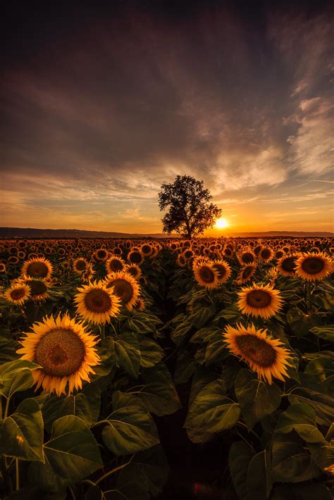 Sunflower Field Sunset Woodland California – Getty Photography