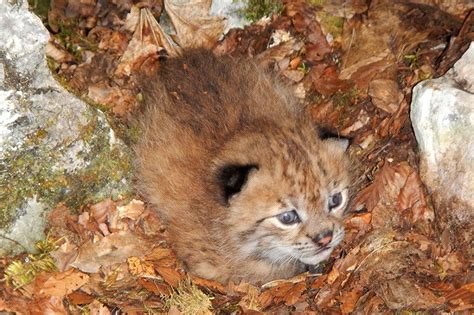 First cub photo gives hope for critically endangered Balkan lynx | New ...