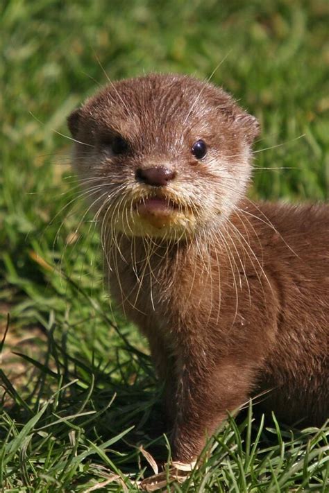 142 best images about River Otters and Sea Otters on Pinterest ...