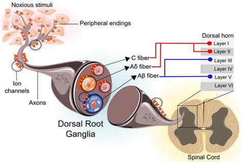 Nociceptive TRP Channels and Sex Steroids - Advantx Pharmaceuticals Inc.