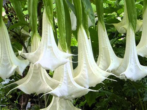 Brugmansia arborea (Angel's Trumpet) - World of Flowering Plants