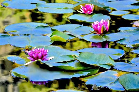 In Bloom: Water Lilies — Seattle Japanese Garden