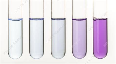 Biuret reagent test for protein. - Stock Image - C033/2886 - Science Photo Library