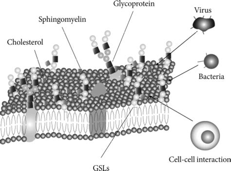 Figure 3:Glycosphingolipid Modification: Structural Diversity, Functional and Mechanistic ...